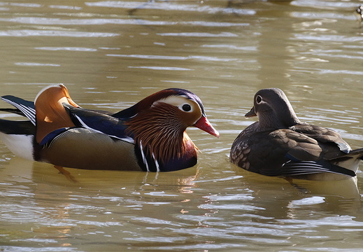 A male and female Mandarin Duck (Aix galericulata) on the weir pool at Arrowe Park