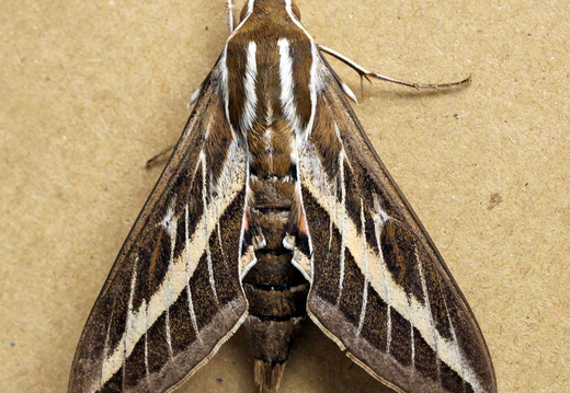Striped Hawk-moth (Hyles livornica)