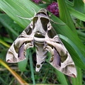 Oleander Hawk-moth (Daphnis nerii)
