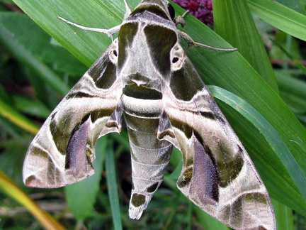 Oleander Hawk-moth (Daphnis nerii)