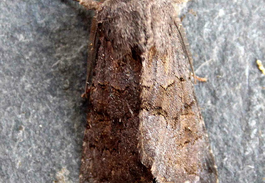 Deep-brown Dart (Aporophyla lutulenta)