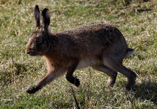 Brown Hare (Lepus europaeus) (1484)