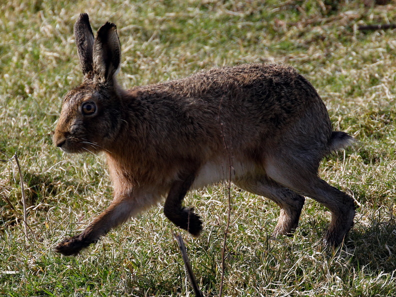 Brown Hare (Lepus europaeus) (1484)