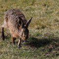 Brown Hare (Lepus europaeus) (1487)