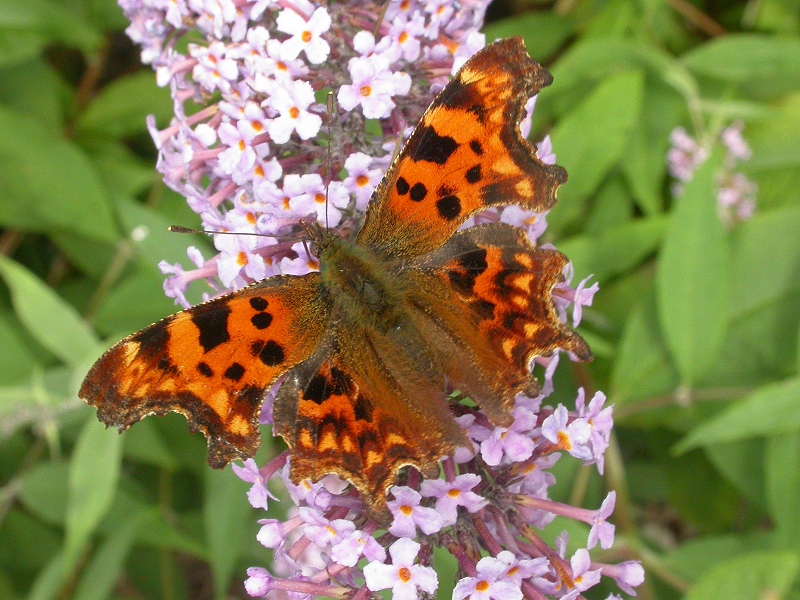Comma Butterfly (Polygonia c-album) (72)