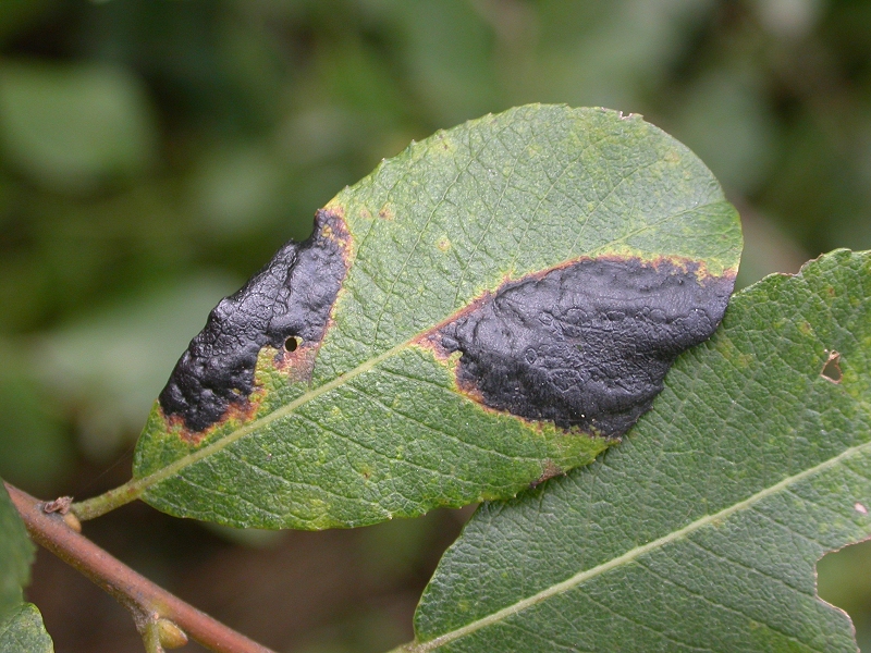 Salix Tar-spot (Rhytisma salicinum)
