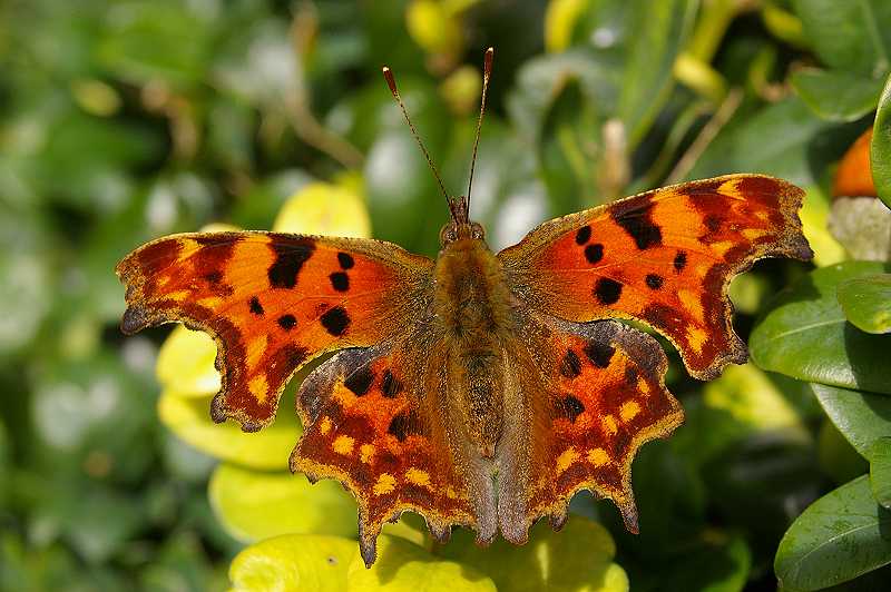 Comma Butterfly (Polygonia c-album) (100)
