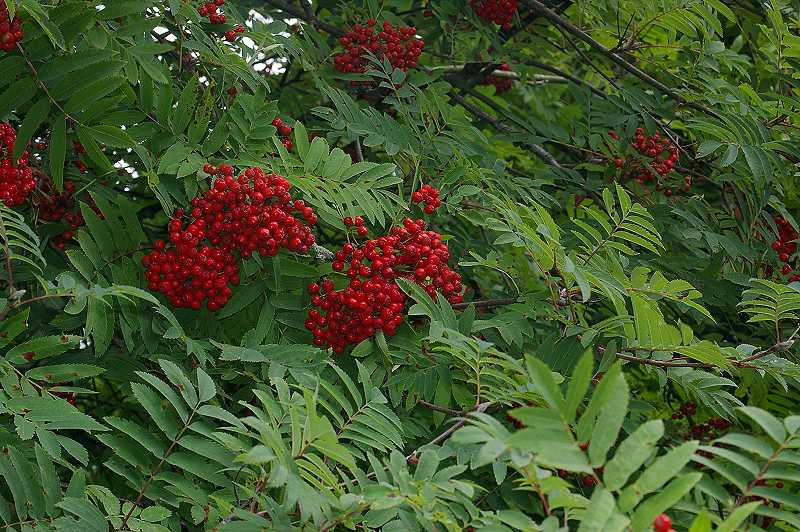 Rowan (Sorbus aucuparia) (190)