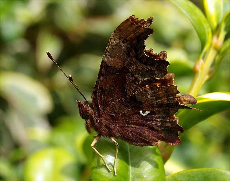 Comma Butterfly (Polygonia c-album) (192)