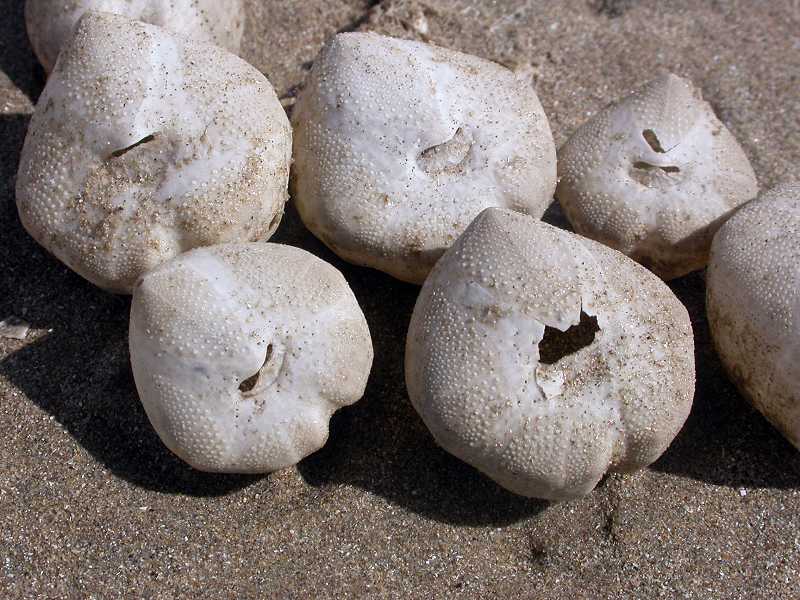 Sea Potato (Echinocardium cordatum)