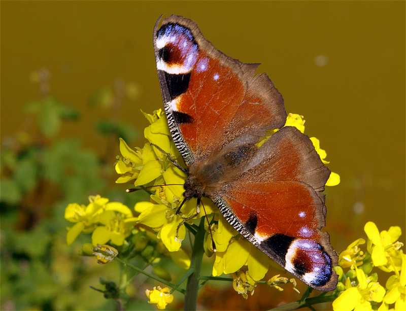 Peacock Butterfly (Inachis io) (236)