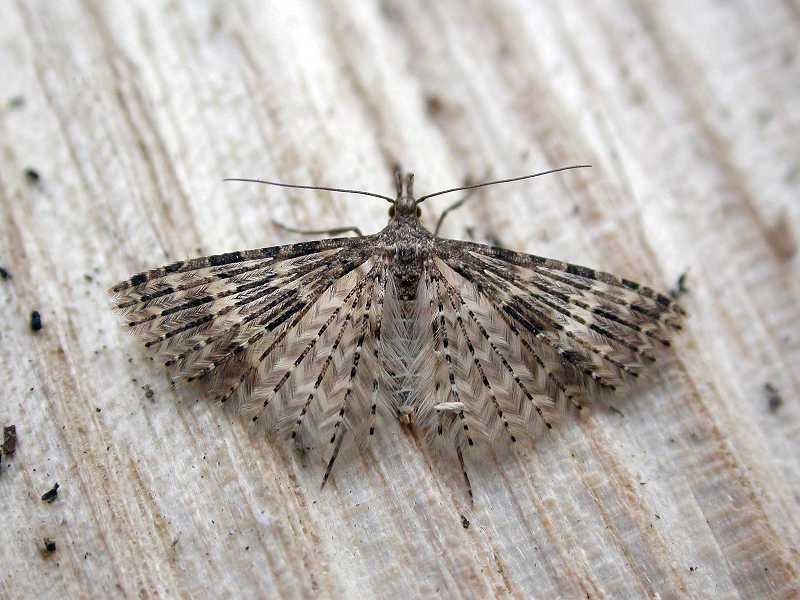 Twenty-Plume Moth (Alucita hexadactyla)