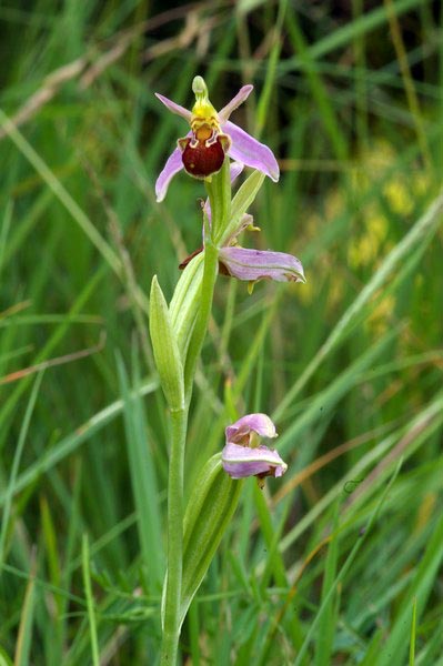 Bee Orchid (Ophrys apifera) (455)