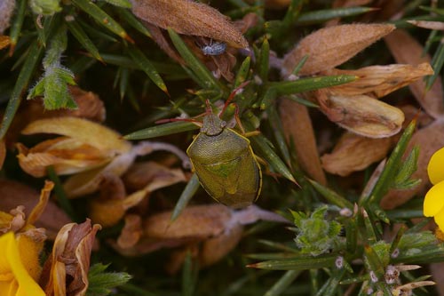 Gorse Shieldbug (Piezodorus lituratus) (460)