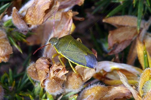 Gorse Shieldbug (Piezodorus lituratus) (459)