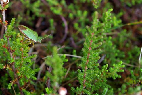 Green Shieldbug, (Lygocoris) pabulinus)