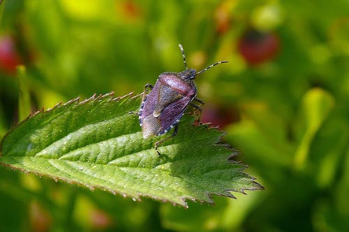 Shield bug (Dolycoris Baccarum)