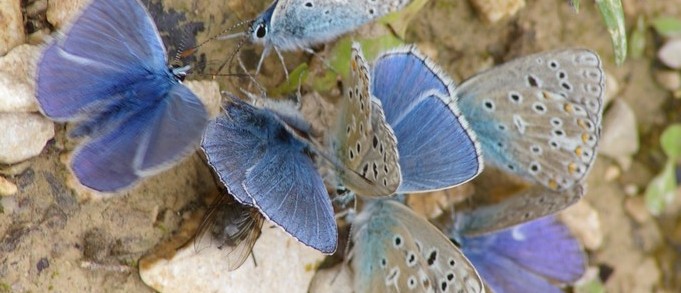 Blue Butterflies on Dung