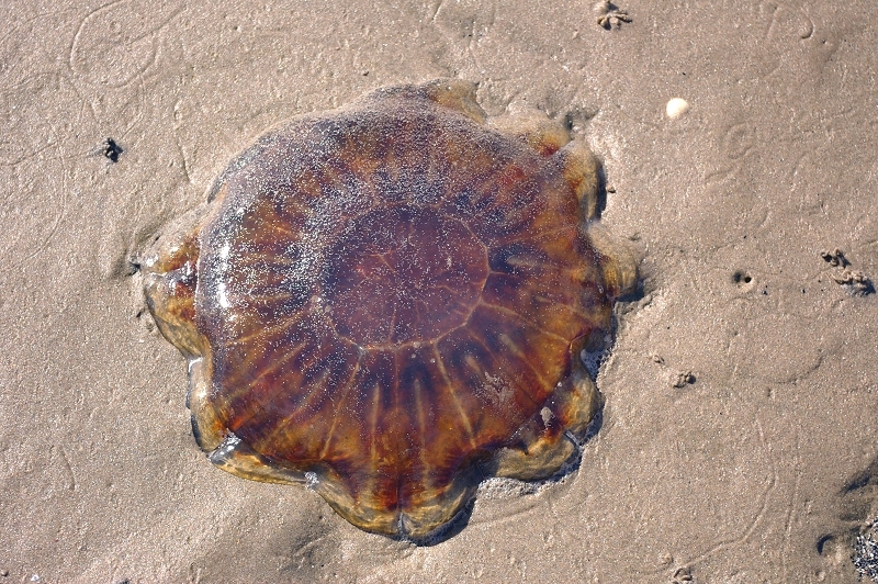 Lion's-mane Jellyfish (Cyanea capillata)