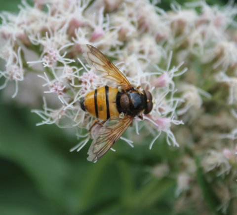 The Hoverfly (Volucella inanis)