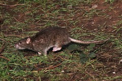 Brown Rat (Rattus norvegicus) (1090)