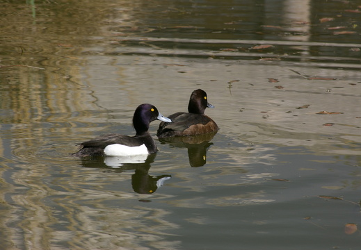 Tufted Duck (Aythya fuligula) pair