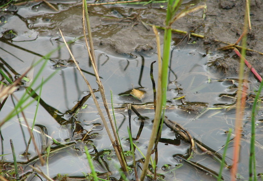 Lesser Silver Water Beetle egg Cocoon (Hydrochara caraboides)