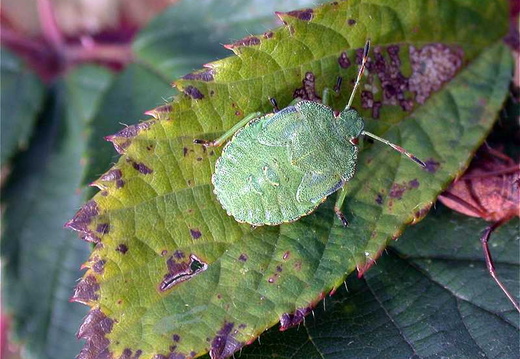 Green Shieldbug (Palomena prasina) (218)