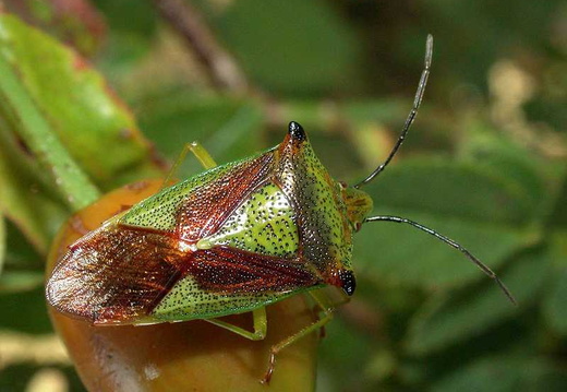 Hawthorn Shieldbug (Acanthosoma haemorrhoidale)