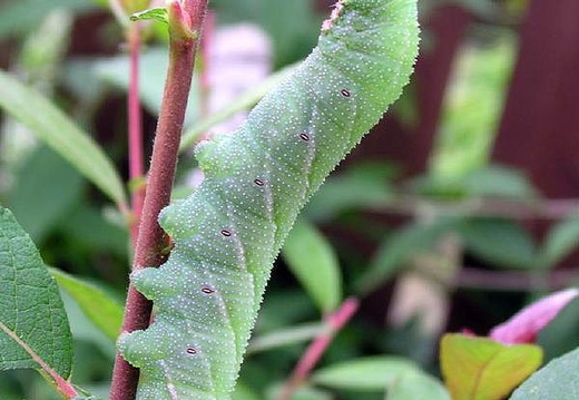 Eyed Hawk-moth (Smerinthus ocellata) (283)