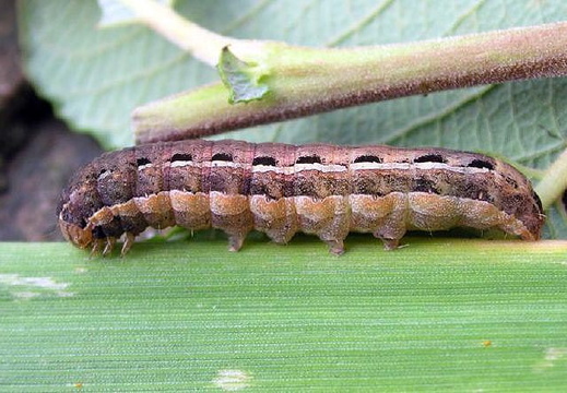 Large Yellow Underwing (Noctua pronuba) (302)