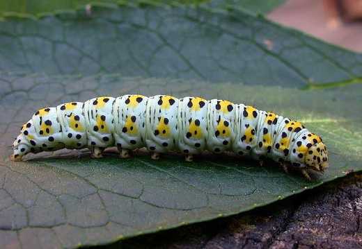Mullein Moth (