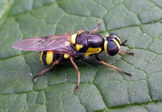 Soldier Fly (Oxycera rara)