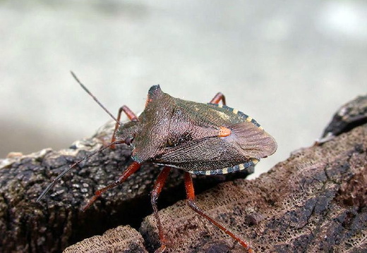 Forest Bug (Pentatoma rufipes) (319)
