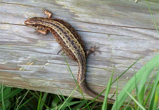 Common or Viviparous Lizard (Lacerta vivipara) (373)