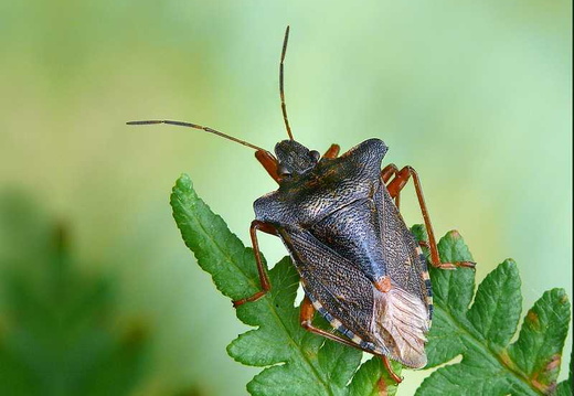 Forest Bug (Pentatoma rufipes) (397)