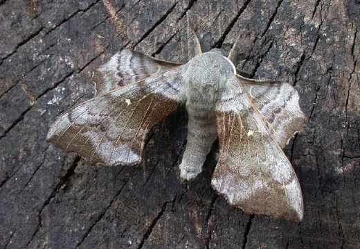 Poplar Hawk-moth (Laothoe populi) (399)