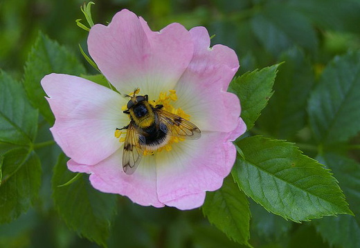 Hoverfly (Volucella bombylans) (432)