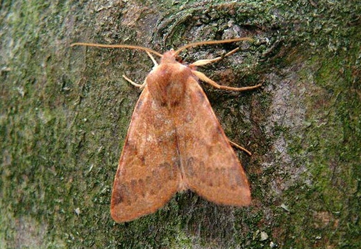 Flounced Chestnut (Agrochola helvola)