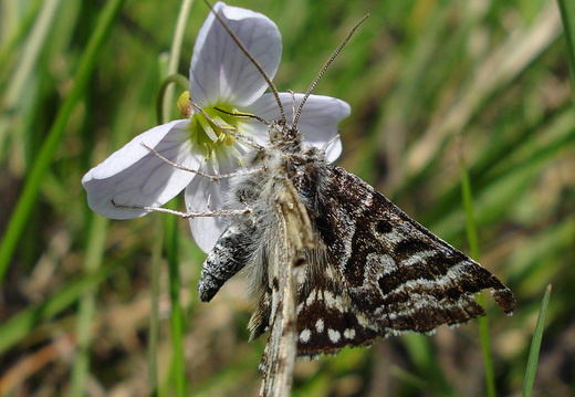 Mother Shipton (Callistege mi)