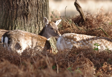 Fallow Deer (768)