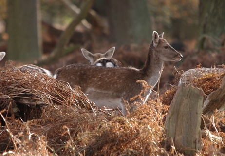 Fallow Deer (769)