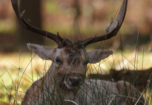 Fallow Deer (771)