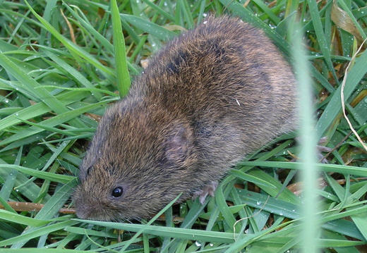Field Vole