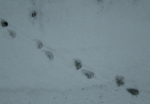 Otter tracks