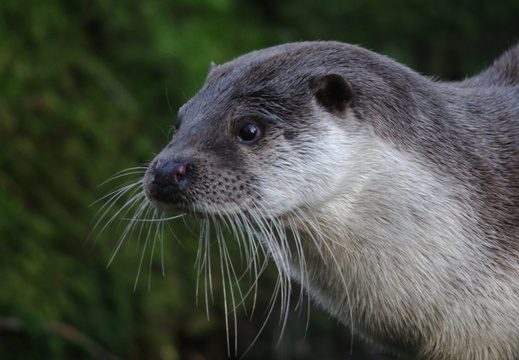 Otter (810)
