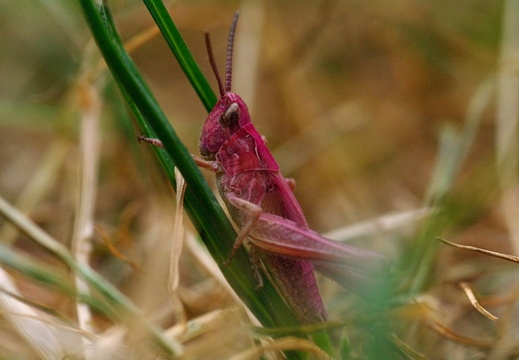 Common Field Grasshopper (812)