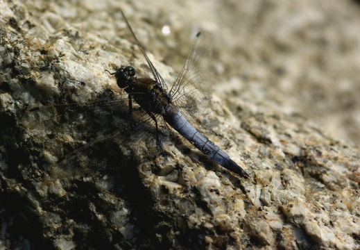 Black-tailed Skimmer (827)
