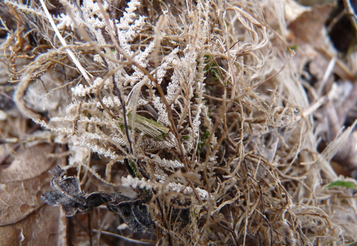 Hydroid and Bryozoans 1