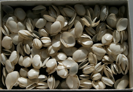 White Furrow Shells